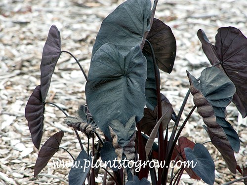 Yucatan Princess Elephant Ears (Alocasia sarawakensis)